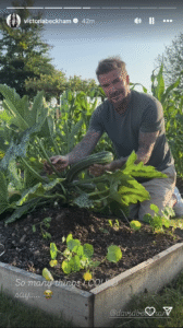 David and Victoria Beckham Show Off Their Garden Progress Amid Family Drama